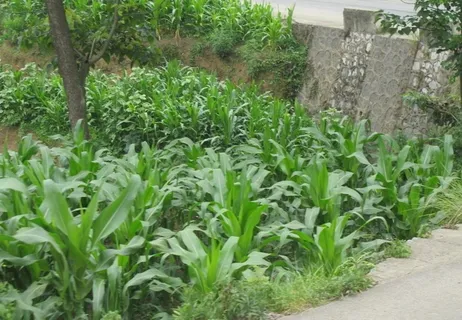 玉米地图片 玉米地图片