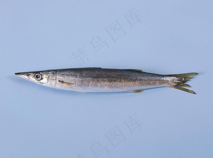 海鱼 鱼类 海洋资源 美味 海鲜图...