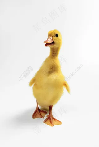 小鸭子图片