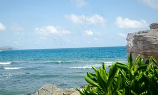 大海 热带植物 三亚图片