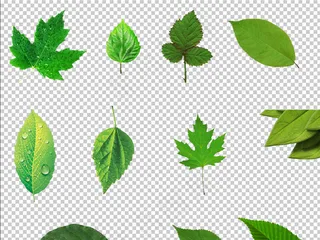 免扣图绿色绿叶春天夏天秋天设计素材