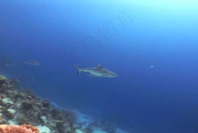 海洋生物素材下载