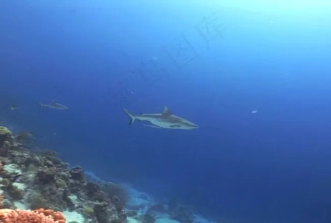 海洋生物素材下载