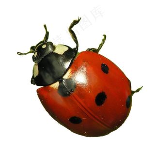 七星瓢虫免抠素材PSD分层