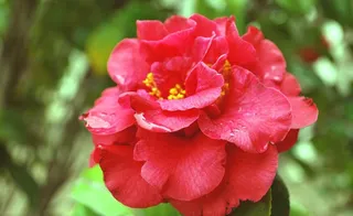 花朵图片