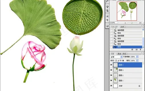 高清植物素材图片