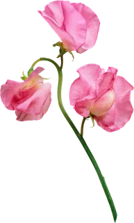 花 花