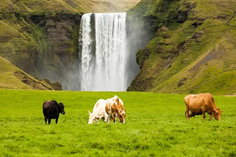 草地上的牛图片