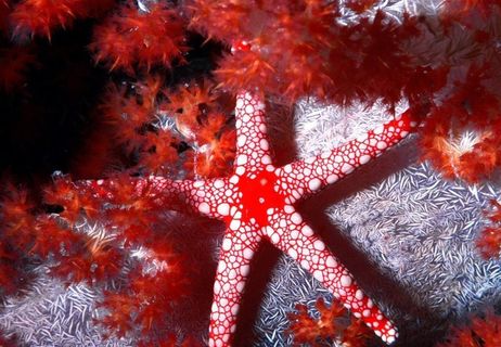 海星 海底景色图片