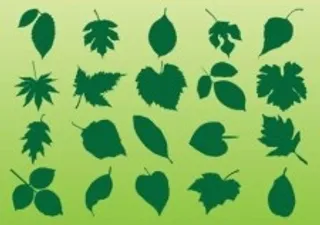 植物的叶子矢量