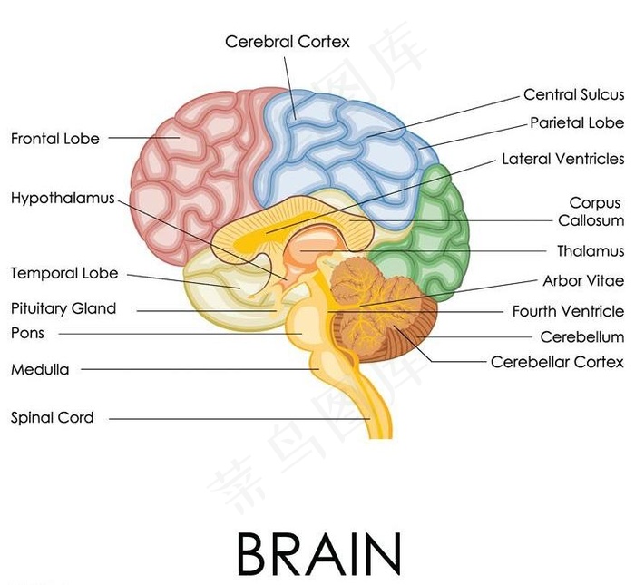 人脑大脑结构设计图片