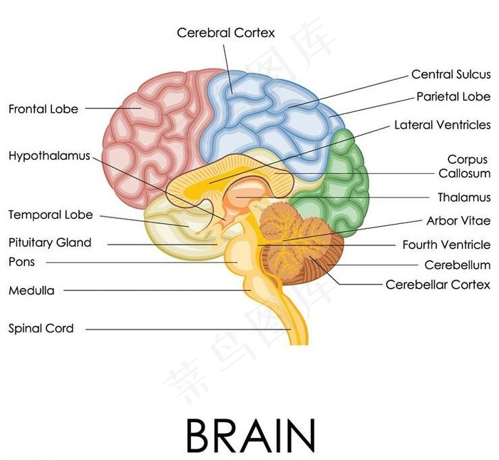 人脑大脑结构设计图片eps,ai矢量模版下载