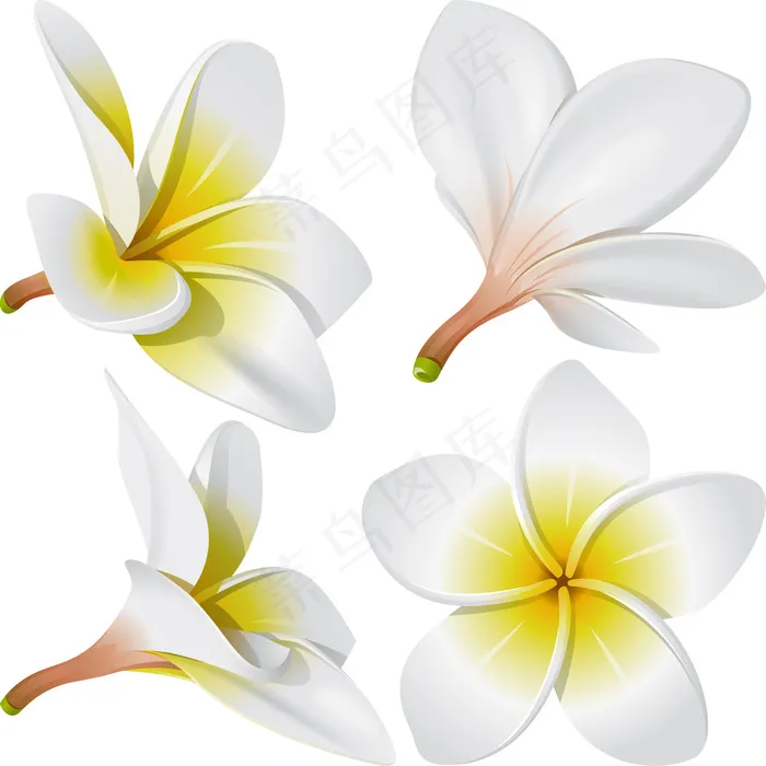 白色花瓣仿真鸡蛋花矢量素材eps,ai矢量模版下载