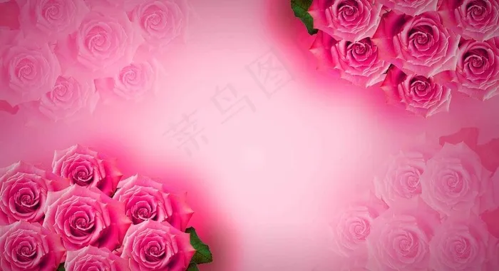 玫瑰花背景图片(4134X2480(DPI:300))psd模版下载