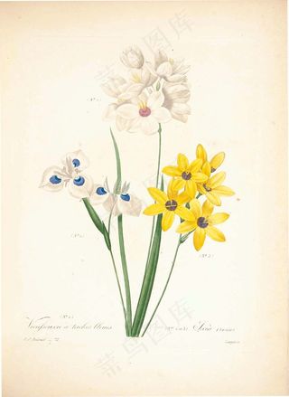复古水仙手绘花卉