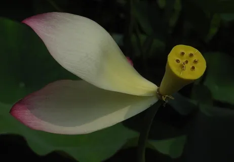 带翅膀的莲蓬图片 带翅膀的莲蓬图片