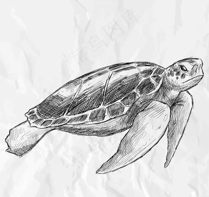 逼真手绘海龟矢量素材ai矢量模版下载