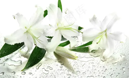 白色百合花图片 白色百合花图片