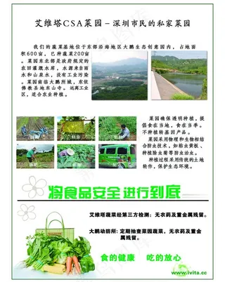 绿色蔬菜简报图片