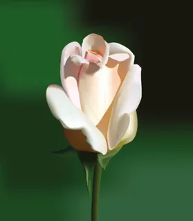 粉色玫瑰花AI写实作品