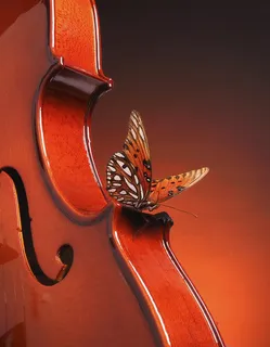 停在小提琴上面的蝴蝶图片 停在小提琴上面的蝴蝶图片