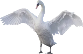 免抠png图片ps素材天鹅