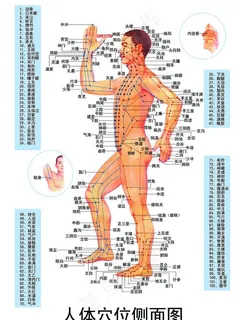 人体穴位图图片
