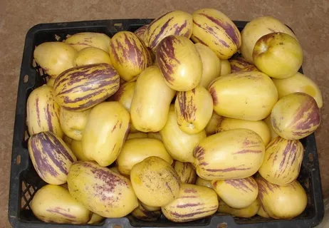 人参果图片 人参果图片