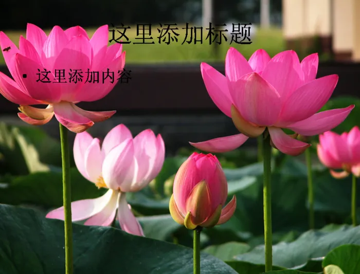 美丽的荷花(4)