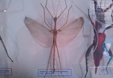 竹节虫标本图片