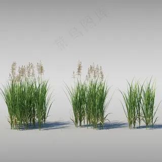 草模型图片 草模型图片