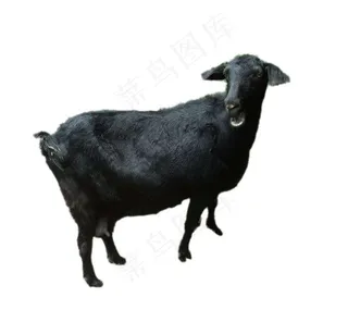 羊免抠素材PSD分层 