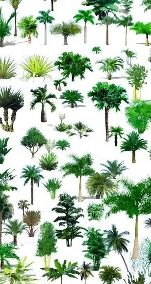 热带植物分层源文件图片psd模版下载