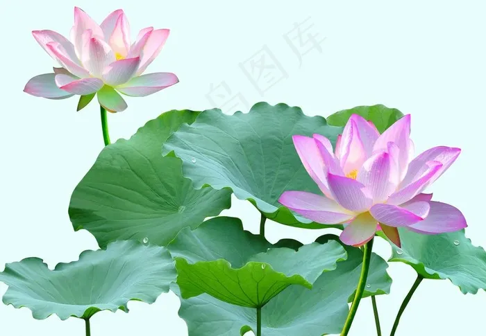高清荷花图片
