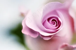 粉色玫瑰花静物设计素材