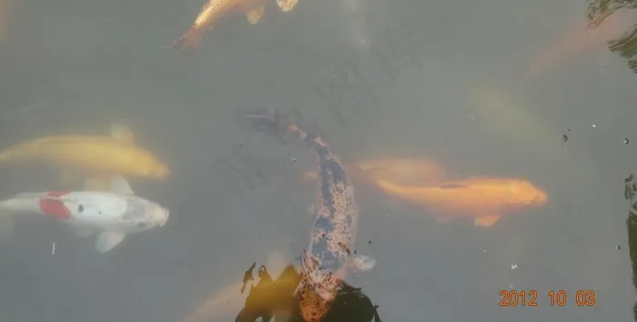水中鱼图片