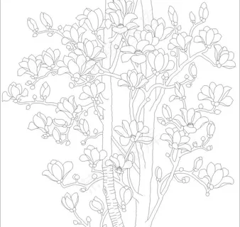 玉兰花图片 玉兰花图片