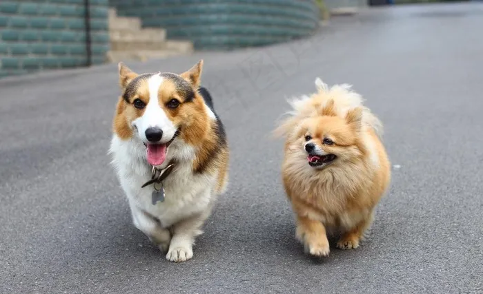 柯基犬奥特曼 博美犬米米图片