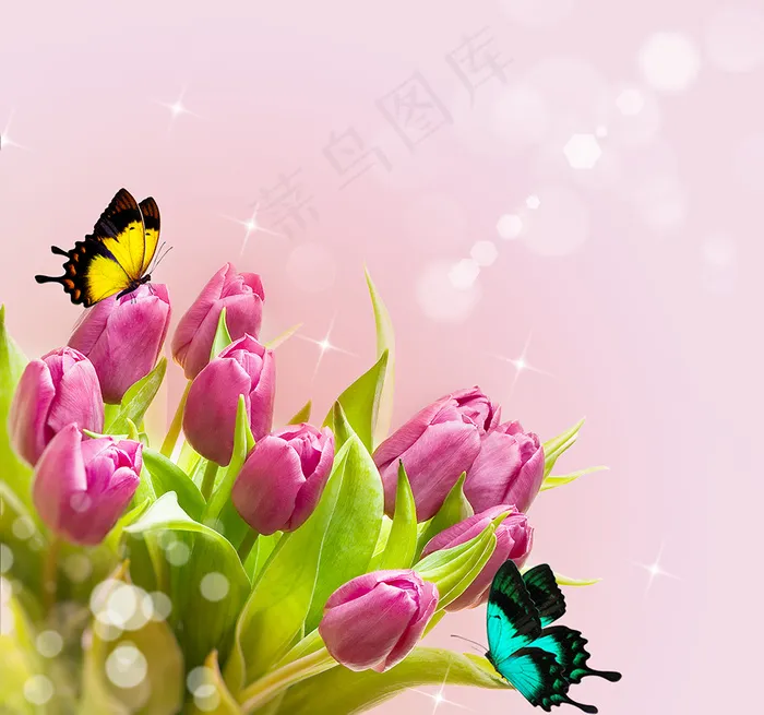 郁金香花束背景图