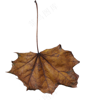 340个树叶设计元素大全