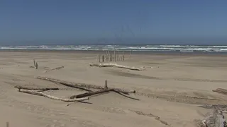 在海滩上，股票视频浮木 视频免费下...