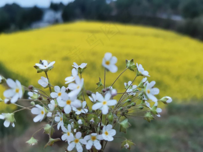 小花花