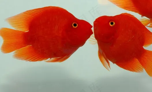 血鹦鹉图片 血鹦鹉图片