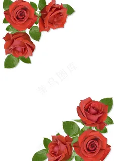 玫瑰花图片 玫瑰花图片