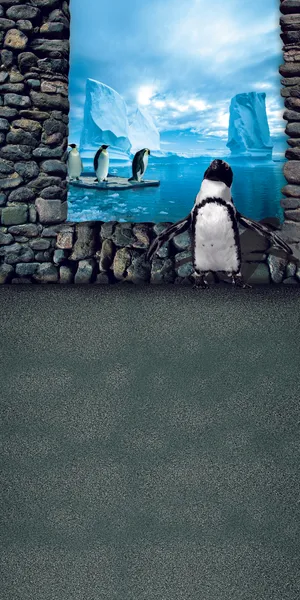 南极冰山企鹅视觉影楼摄影背景图片