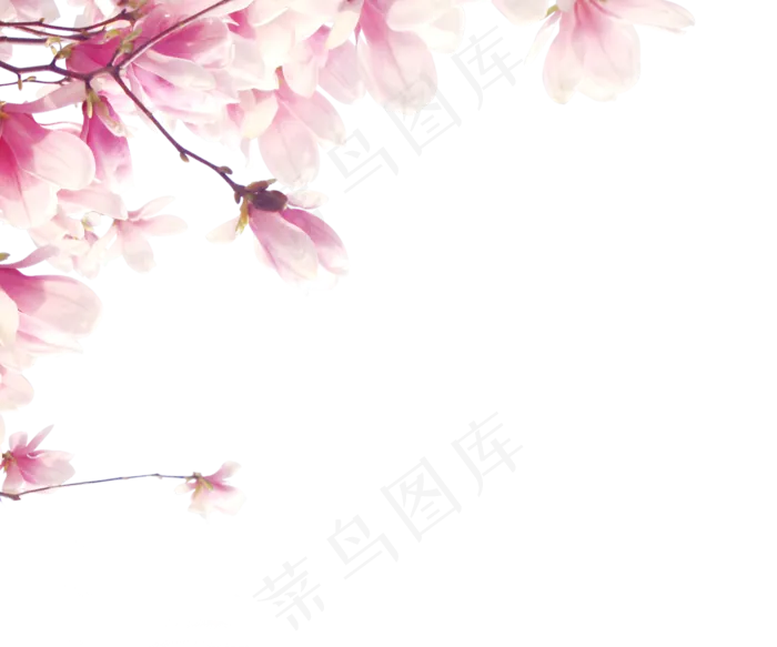 浪漫粉红色桃花梅花樱花花朵图片PN...