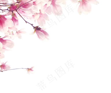 浪漫粉红色桃花梅花樱花花朵图片PN...