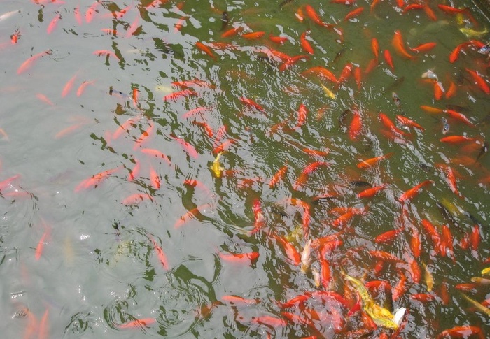 北海水池鲤鱼图片