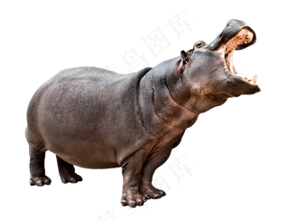 卡通可爱呆萌河马动物图片png素材