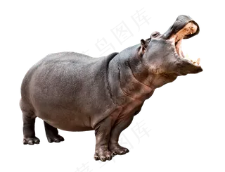 卡通可爱呆萌河马动物图片png素材